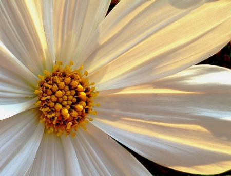 Backlit Flower