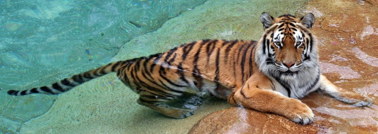 "Tiger Island"
