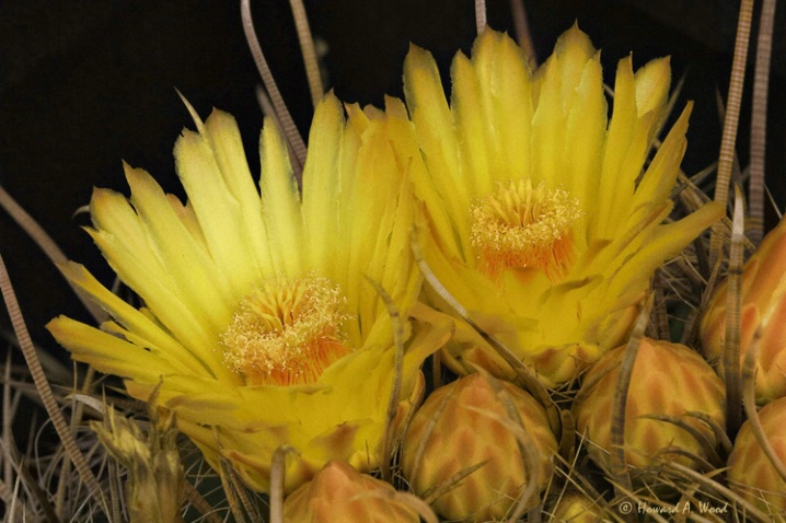 CACTUS BLOOMS - ARIZONA