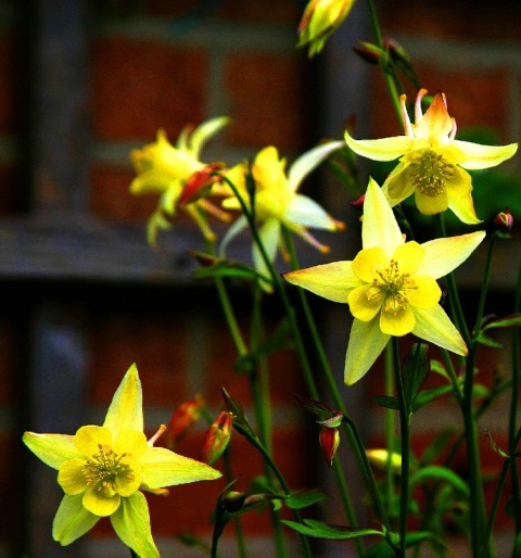 Aquilegia