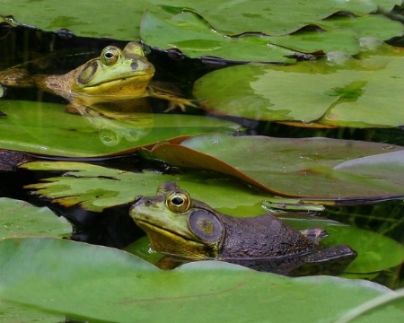 The Flaming Pair Are Off