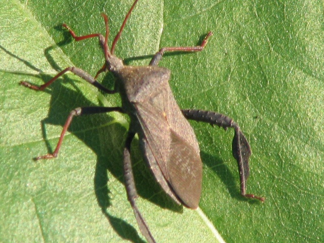  A  Big Brown Bug