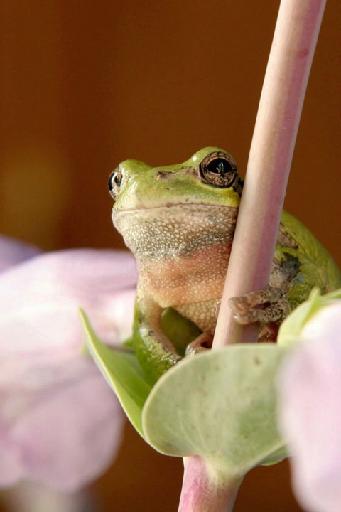 Common Grey Tree Frog in Flowers