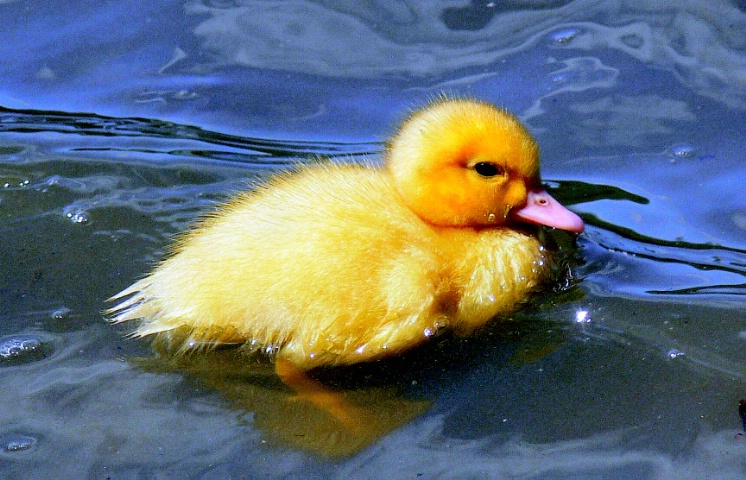 RUBBER DUCKY IMPOSTER