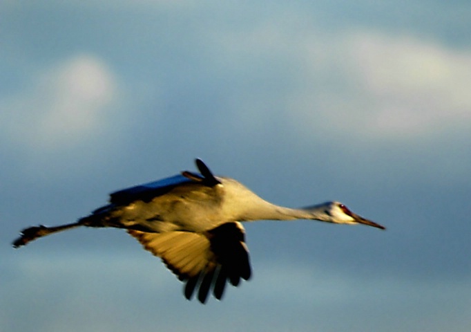 Sandhill Crane Flight