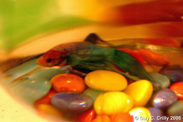 img8