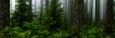 Foggy Forest Pano