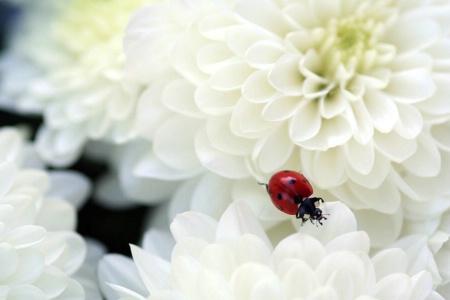 ~ Lady in White ~