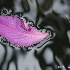 © Fax Sinclair PhotoID # 2205560: Floating Petal 2