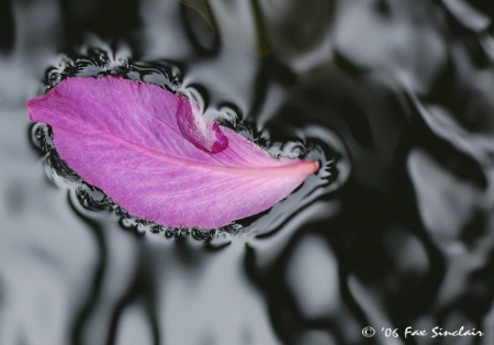 Floating Petal 2