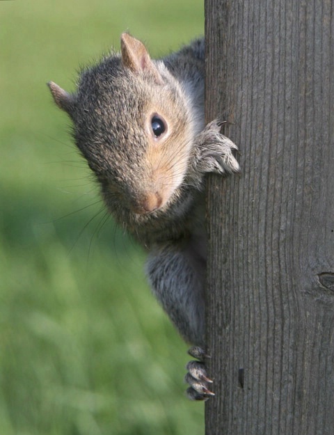 Baby squirrel