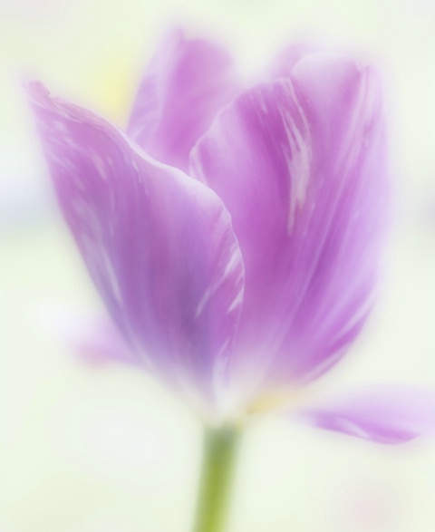 Dreamy Tulip