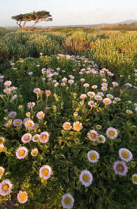 Asters