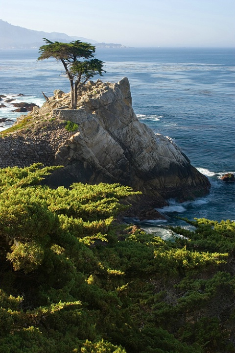 The Lone Cypress