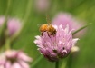 Bee Series I