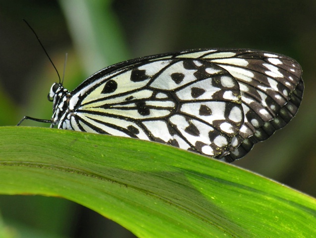 Beautiful wings