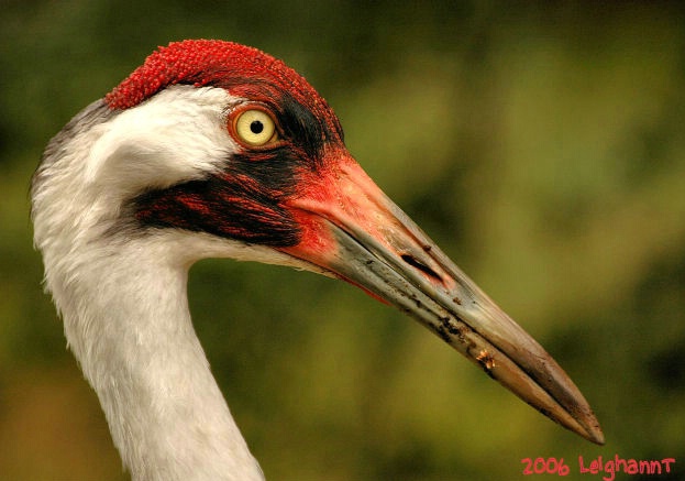 adult whooping crane