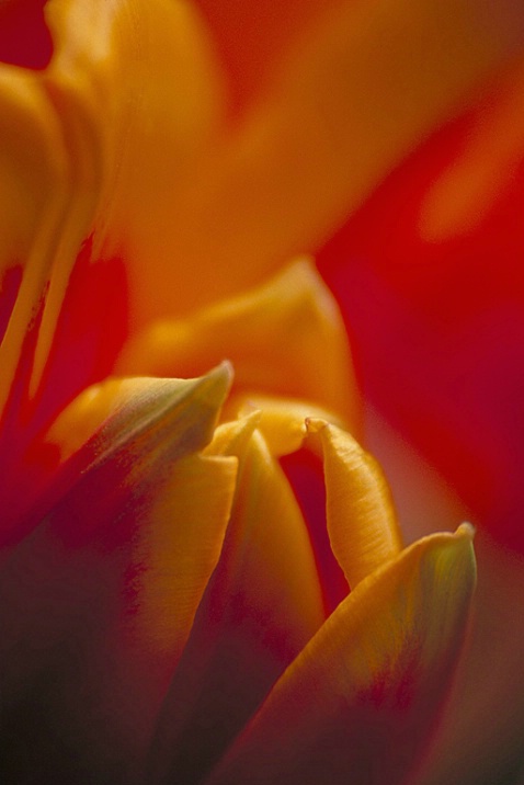 TULIPS - OHIO