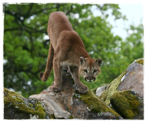 California Cougar - ID: 2210803 © DEBORAH thompson