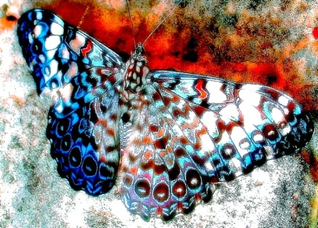 Butterfly Digital
