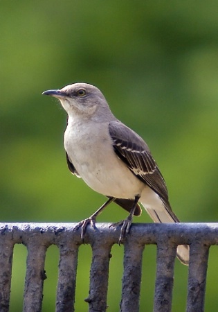 Mockingbird