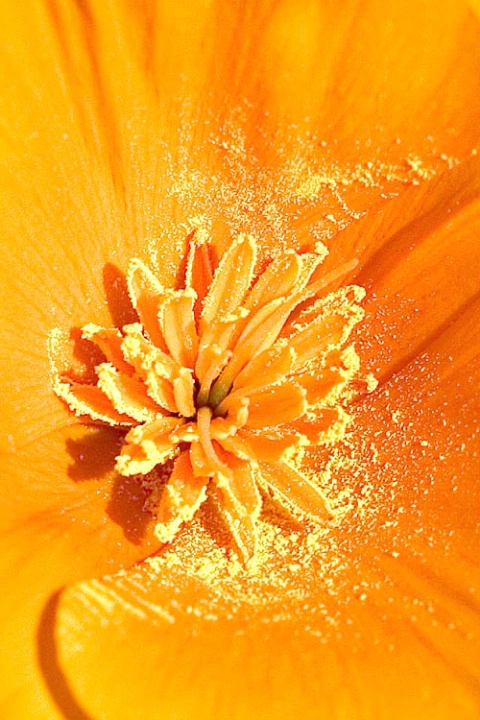 Poppy Pollen