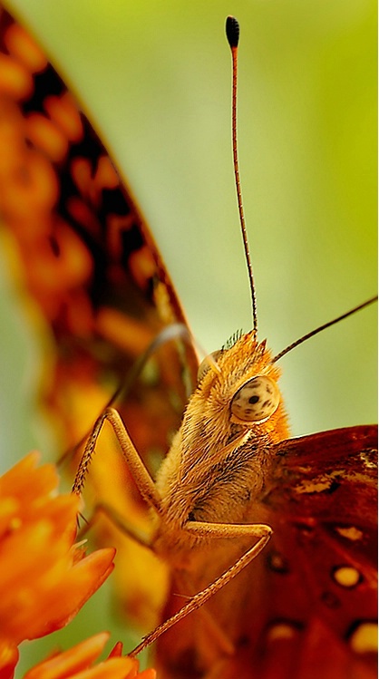 Butterfly on Mt. Magazine