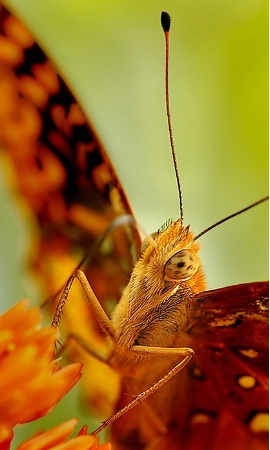 Butterfly on Mt. Magazine