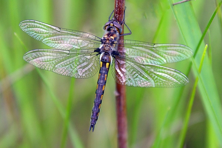 Rainbow Dragon