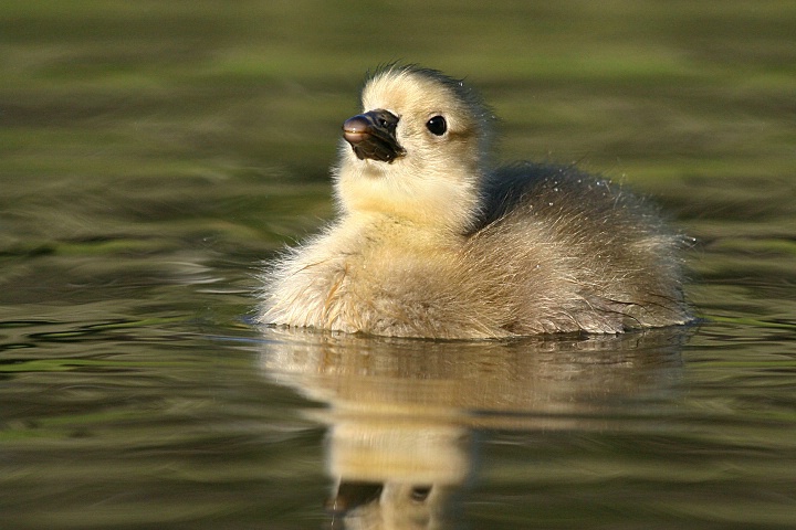 Bathing Beauty