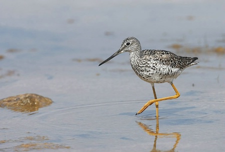 Greater Yellow Legs