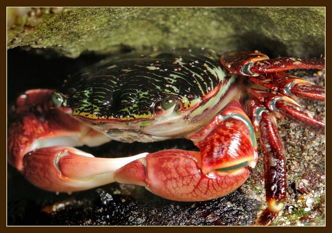 Lined Shore Crab II, Heisler Park, CA