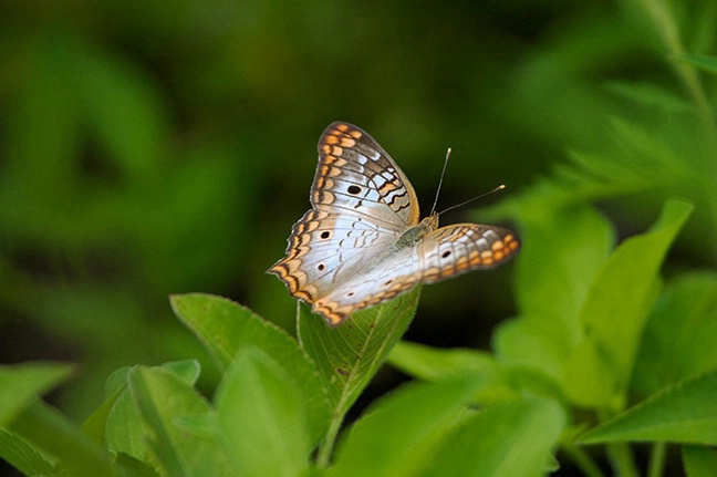 White Peacock Butterfly - ID: 2217194 © Jeff Gwynne