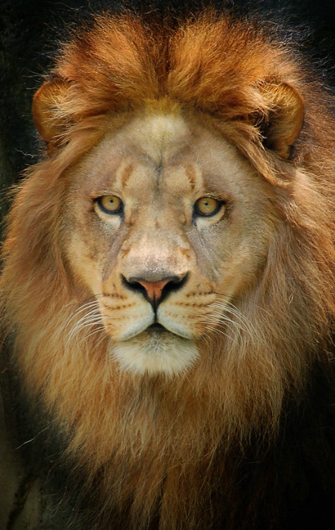 The King of the Jungle Indeed!