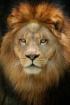 The King of the J...