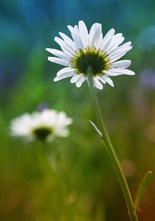 Daisies #3