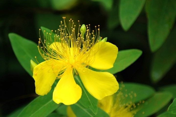 Yellow Bloom