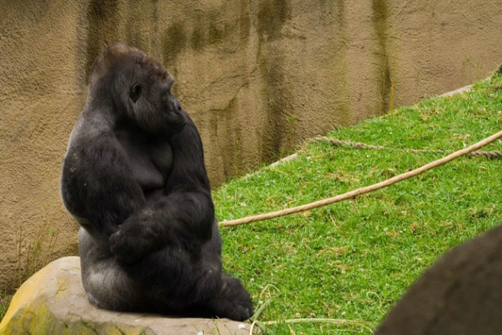 Gorilla - after