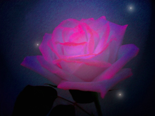 Moonlight Rose