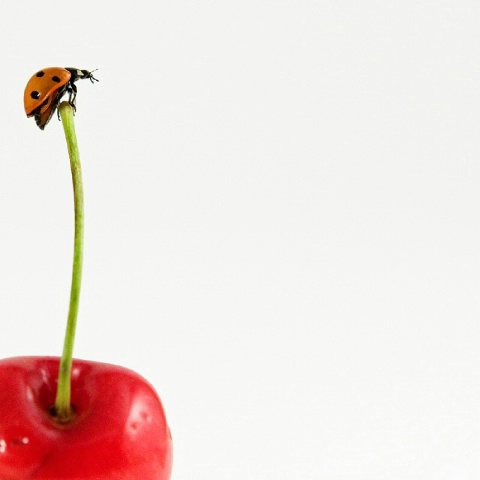 Ther ladybug on the cherry