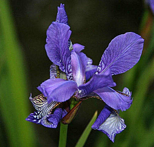 Siberian Iris