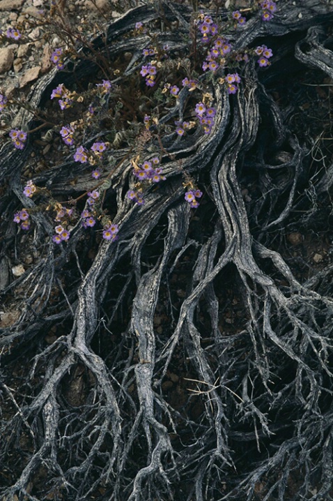 Flowers and Branches