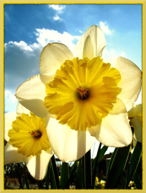 Sunshine Flowers - Edited