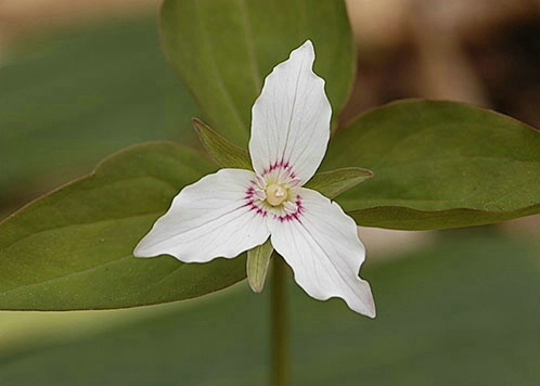 painted trillium - ID: 2223382 © Brian d. Reed