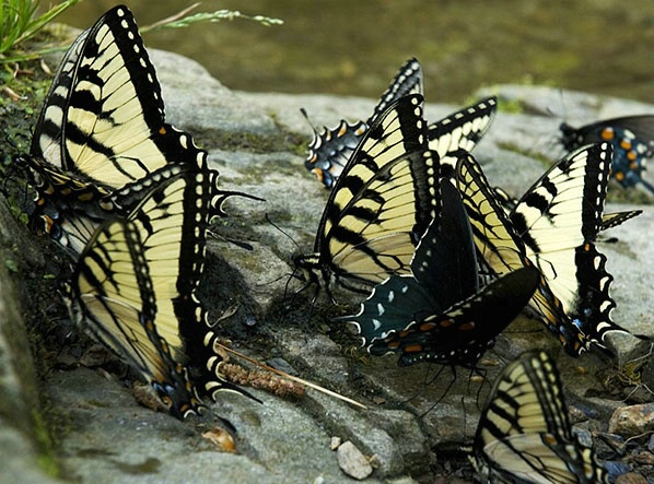 swallowtails - ID: 2223383 © Brian d. Reed