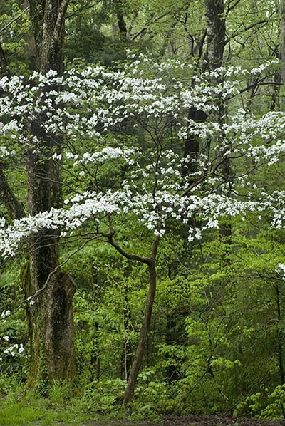 dogwood tree - ID: 2223516 © Brian d. Reed