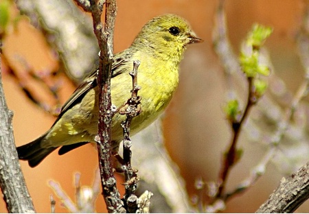 Gold Finch