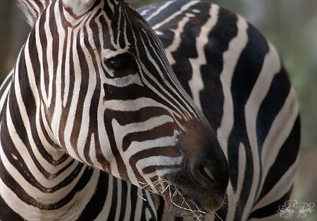 Natural Stripes