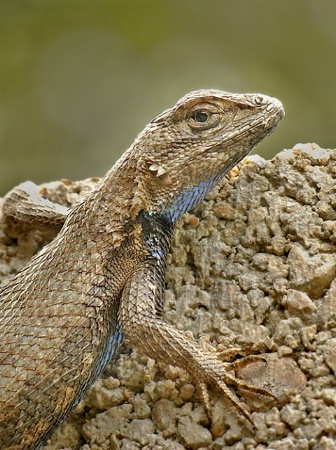 Fence Lizard 