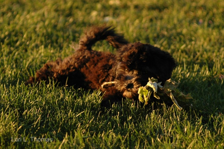 I've Got A Stick